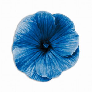 Tovaglietta Tonda Bouquet Garden – Fiore Azzurro
