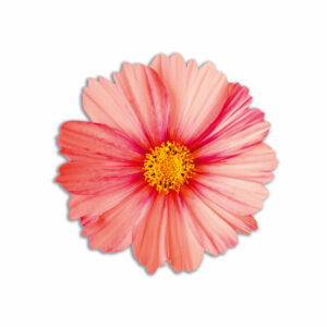 Tovaglietta Tonda Bouquet Spring – Fiore Rosa